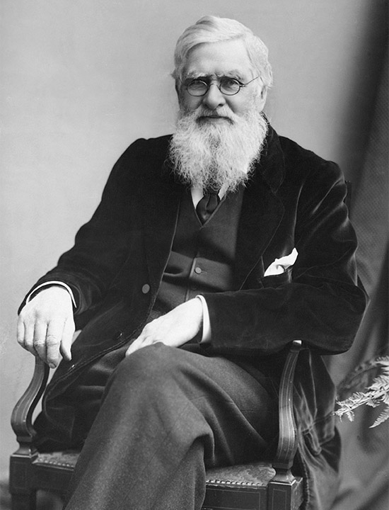 Alfred Russel Wallace Puur Sulawesi Indonesie